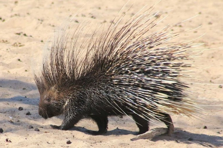 Price List Africa First